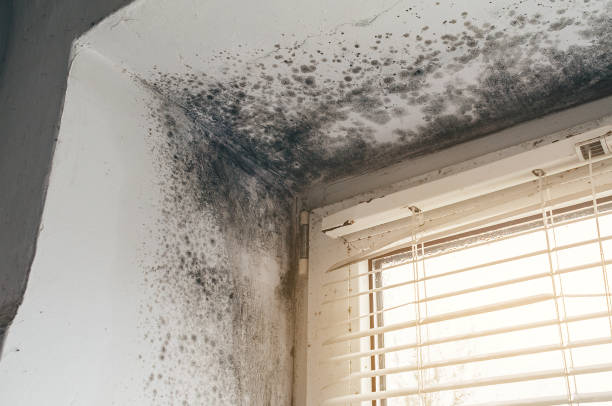 Trusted Commercial Mold Remediation service in Line Lexington, PA - Cheap Mold Removal